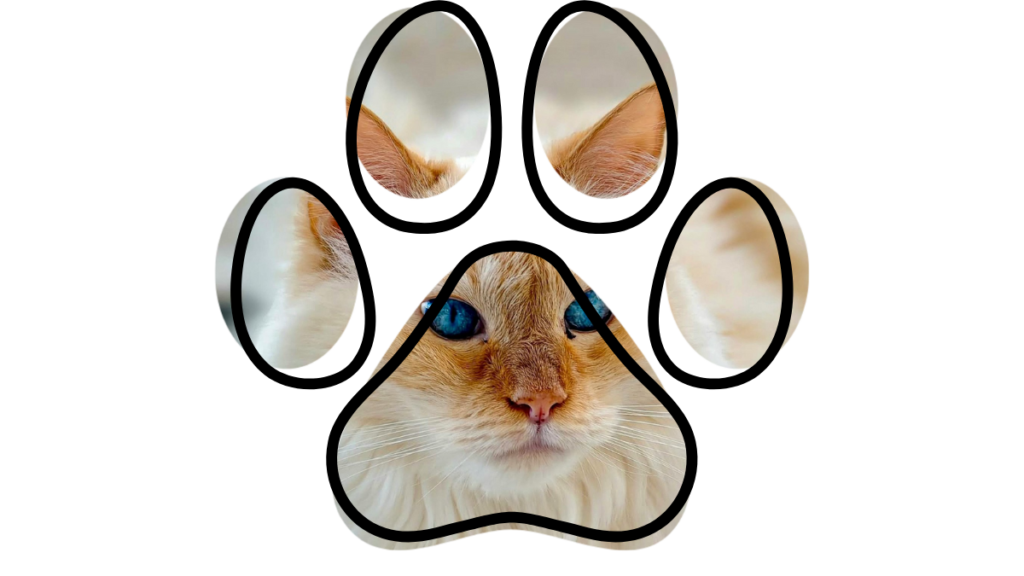 veterinary team at All Aboard Animal Hospital Pompano Beach vet near me