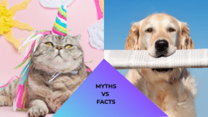 Animal care at All Aboard Animal Hospital featuring a cat dressed like a unicorn and a dog reading a newspaper representing myths and facts.