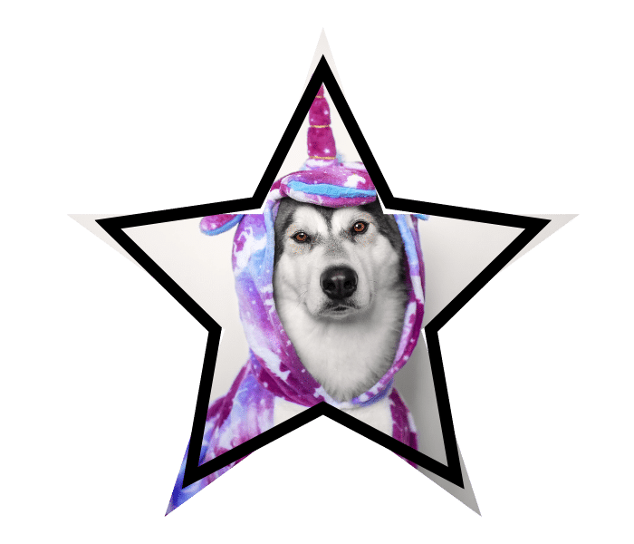 A dog wearing a unicorn costume representing pet care myths covering up the truth.