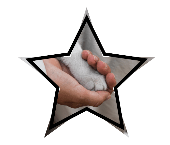 Animal care at All Aboard Animal Hospital in Pompano Beach, FL showing a person's hand gently holding a cat's paw.
