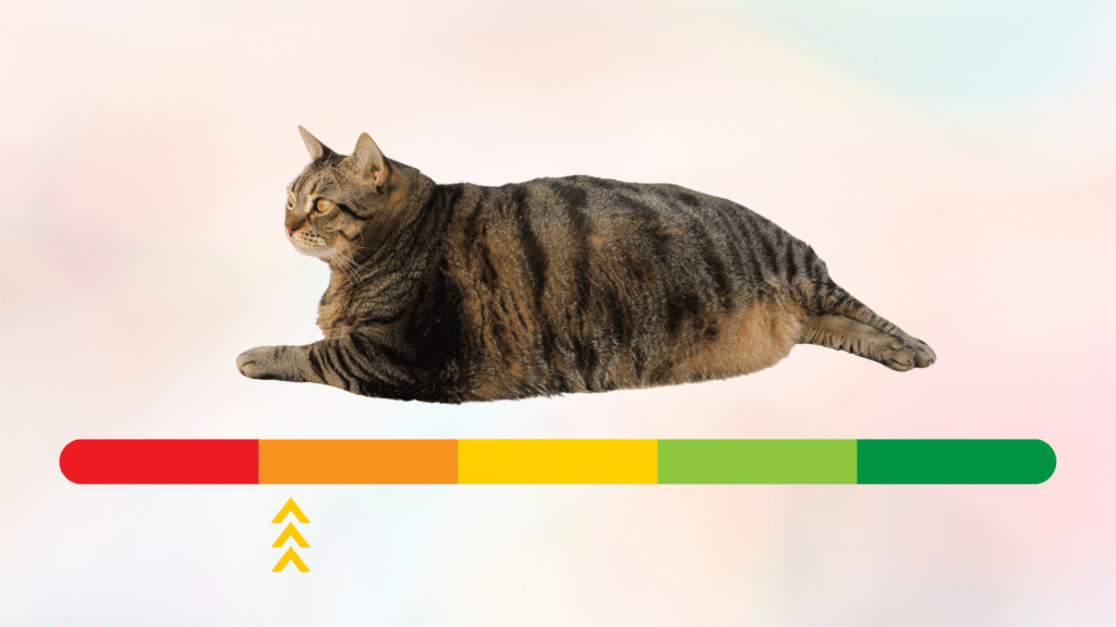 Overweight cat with a sliding red to green weight scale in Pompano Beach, FL