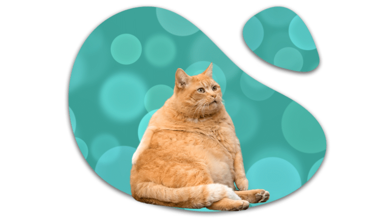 Overweight orange cat illustrating feline weight concerns in Pompano Beach, FL