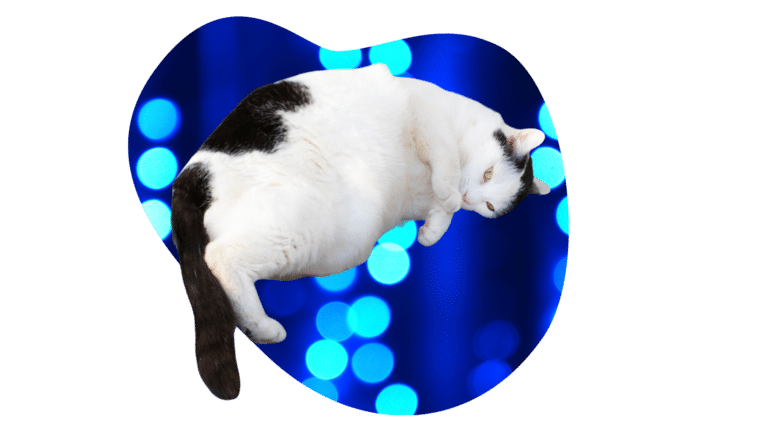 Overweight black and white cat representing feline obesity management at All Aboard Animal Hospital in Pompano Beach